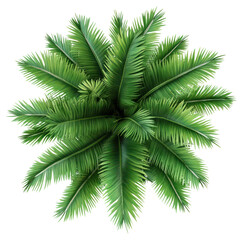 Poster - PNG Lush tropical palm leaves arrangement