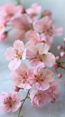 Wall Mural - pink cherry blossom