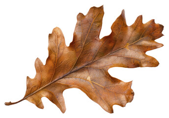 Sticker - PNG Autumn oak leaf isolated white