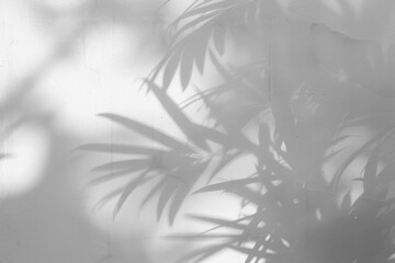 Poster - PNG  Soft plant shadows on wall