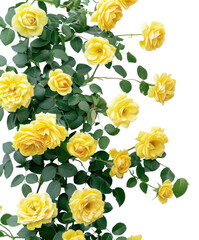 Sticker - PNG Yellow roses on white background