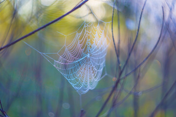 closeup  spider web on bush branch