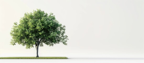 Leinwandbilder - A green tree set against a white backdrop providing ample copy space image