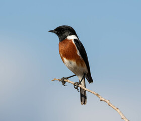 Wall Mural - African Stonechat