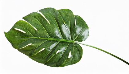 Wall Mural - monstera leaf plant isolated