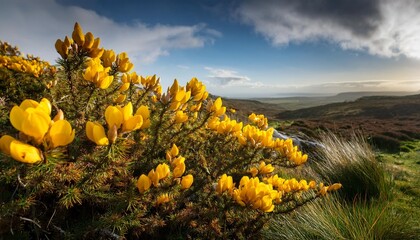 Sticker - wildflower gorse irish wild flowers of ireland