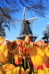 Dutch windmill and colorful tulips and forget-me-not flowers in spring garden Keukenhof , Holland