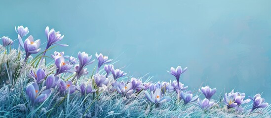 Aufkleber - A stunning display of crocus flowers set against a vivid blue backdrop creates a serene copy space image