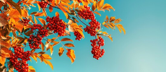 Aufkleber - A beautiful fall themed card featuring a rowan tree with autumn leaves and red berries against a blue sky background ideal for back to school season with empty space for additional content
