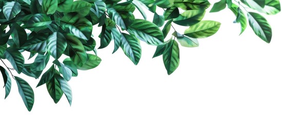 Leinwandbilder - Isolated on a white background a bush plant with leaves creates a decorative border with copy space image