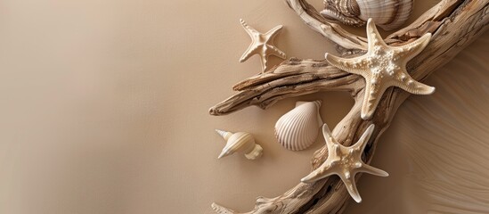 Poster - Nature themed image showing seashell starfish and driftwood on beige background evoking sea summer and ecology Includes copy space