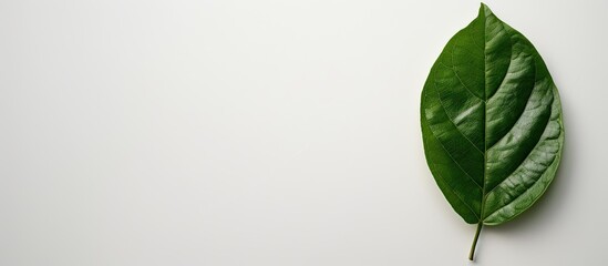 Poster - Tree leaf providing copy space on a white wall