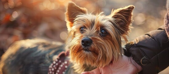 Poster - Close up image of people petting a Yorkshire Terrier dog with pets in a copy space image