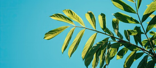 Wall Mural - Vibrant plant leaves against a clear blue sky in a copy space image