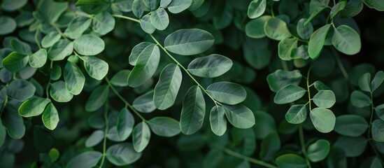Poster - The vibrant dark green Moringa leaves offer a stunning visual that captivates attention in the copy space image