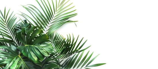 Poster - Palm fronds arranged in a corner with copy space image on a white backdrop