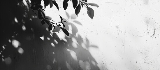 Poster - Abstract black and white background of leaf shadows on a concrete wall with empty copy space image