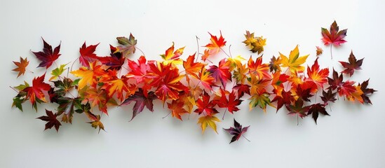 Aufkleber - In the fall season maple leaves transform into a beautiful array of colors against copy space images portraying nature s stunning transformation