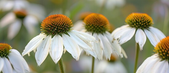 Poster - White echinacea angustifolia flower in the garden perfect for a copy space image