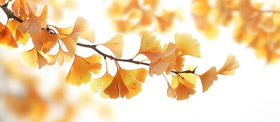 Poster - Ginkgo biloba also known as the maidenhair tree in autumn with beautiful leaves perfect for a copy space image