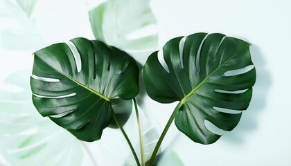 Wall Mural - monstera philodendron leaves tropical forest plant