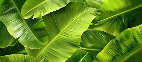 Sticker - Texture of a fresh green banana leaf with copy space image