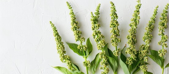 Aufkleber - Close up view of vibrant green quinoa sprigs with seeds on a white backdrop showcasing a garden plant in a copy space image