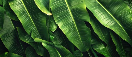 Fototapete - Tropical green leaf background texture Emphasizes eco ecology natural environment and organic themes Suitable for a copy space image