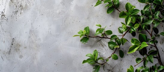 Poster - Picture of Indian hawthorn plant s green leaves against a gray wall with a blank space on the left side for text or image. Creative banner. Copyspace image