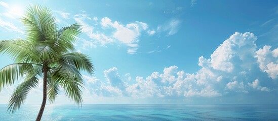Aufkleber - Scenic backdrop featuring a palm tree specifically a Dypsis cabadae with ample copy space image