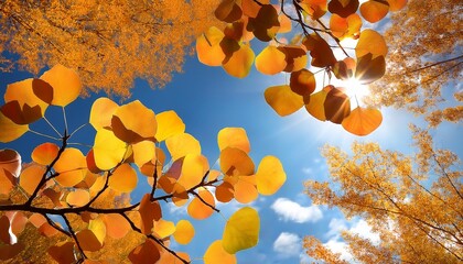 Canvas Print - aspen tree leaves against clear sky