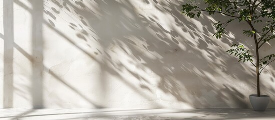 Poster - Leaves shadows gently fall on a blank wall creating a stylish copy space image suitable for decorative purposes