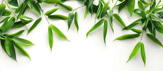 Aufkleber - Isolated bamboo leaves on a white background with copy space image