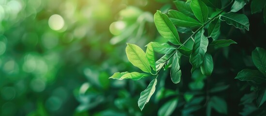 Fototapete - Beautiful green leaves on a green background offering an attractive nature view in a garden with a copy space image of natural greenery