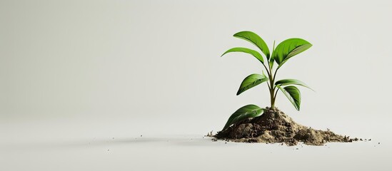 Poster - A seedling situated in compost on a plain white backdrop with ample copy space image available