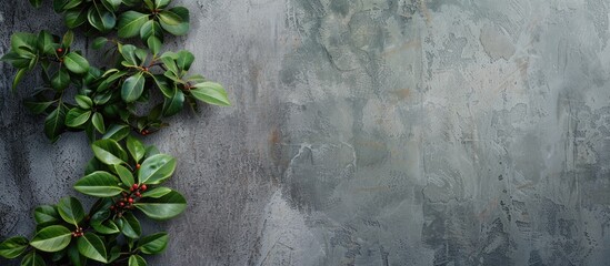 Aufkleber - Picture of Indian hawthorn plant s green leaves against a gray wall with a blank space on the left side for text or image. Creative banner. Copyspace image