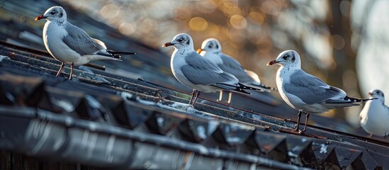 Poster - Black headed gulls resting on rooftop during the day with copy space image