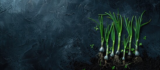 Poster - Homegrown sprouted onions on a dark backdrop with a copy space image on top showcasing this raw eco friendly food product in a pleasing composition