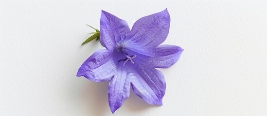 Aufkleber - Top view of a Campanula flower on a white background ideal for text placement in a flat lay copy space image
