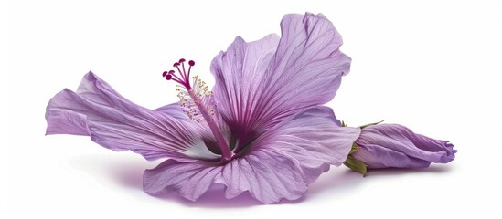 Poster - Purple Hibiscus syriacus flower on white backdrop with copy space image
