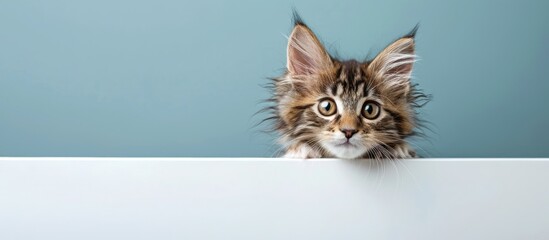 Poster - A charming young Maine Coon kitten with tortoiseshell fur stands behind a white picture frame gazing directly at the camera in an isolated copy space image