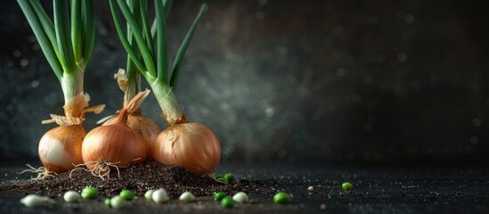 Aufkleber - Home grown sprouted onions displayed on a dark background with ample copy space image showcasing a raw and eco friendly food item