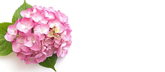 Aufkleber - A pink Hydrangea flower displayed from above on a white background providing a clear area for your text in the picture. Creative banner. Copyspace image