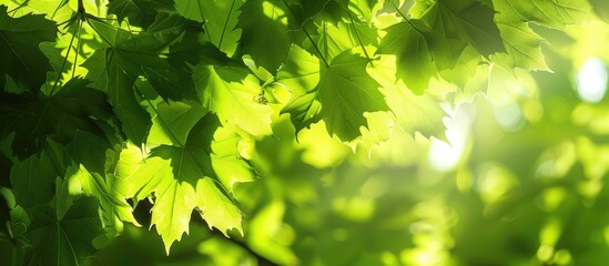 Poster - Sunlight filtering through bright green maple leaves casting shadows with copy space image