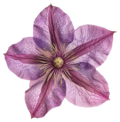 Wall Mural - PNG Purple clematis flower closeup