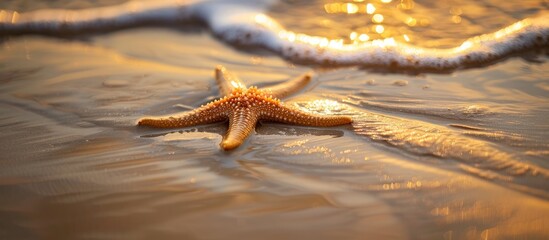 Poster - During low tide on the golden sandy beach a small starfish rests in the water creating a serene copy space image