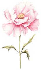 Canvas Print - PNG Delicate pink peony flower illustration