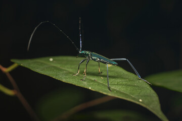 Wall Mural - genus chloridolum a member of round-necked longhorn beetles subfamily cerambycinae