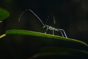 Wall Mural - genus chloridolum a member of round-necked longhorn beetles subfamily cerambycinae