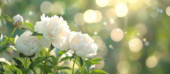 Fototapete - Close up of blooming white peonies in a spring garden with a green natural background creating a beautiful bokeh in the copy space image